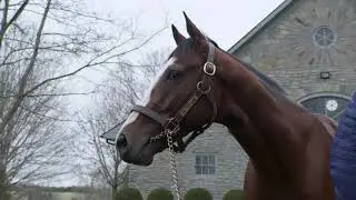 Tiz the Law Arrives at Ashford Stud
