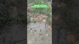 Mulai Rawat Azollanya 👍