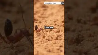 Top 5 Animals That Live in Extreme Environments