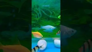 #shortsfeed #viralreels #aquarium #viralvideos #tetrafish #goldfish #viralshorts #goldfish #youtube