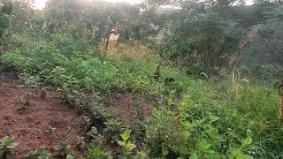 Trap wild chickens, if they crow in a native voice, they will have prey.05/115/2025
