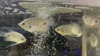 Gouramis: Giant Redtail Gourami (Osphronemus laticlavius)