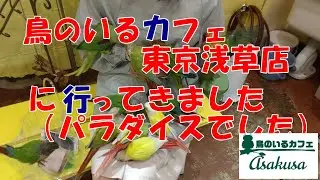 鳥のいるカフェ　東京浅草店　に行ってきました ◆移転してます。詳細はHPへ◆