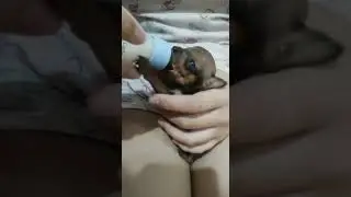 pinscher 0 com 30 dias