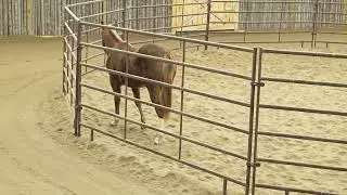2023 Versatility Horse - SAQ Stylish Chica - 