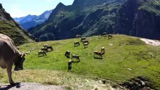 Symphony of Cow Bells in the Swiss Alps