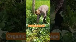organic kheti ki jhalak #kheti #villagelife #organic #vegetables #gaon #desi #shorts #trending