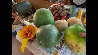 Farm Garden // Late Season Harvest