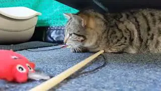 How Do You Help a Scared Cat Feel Safe?
