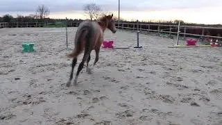 MELKA DU MAZET ( Nathan de la Tour x Gentleman Plati&egrave;re)