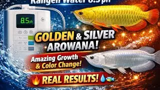 Kangen Water Magic ✨ | Golden & Silver Arowana Growth & Color Change 🐟💧🔥Healthy Water =Healthy Fish💪