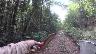 How to catch Morpho Menelaus Butterflies 15