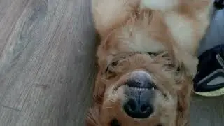 Warren Zevon - Excitable Boy (cover)