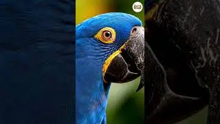 The Lookout of Silent Guardian of the Amazon 🦜 #top #short #bird #wildlife #birdsong #relaxing