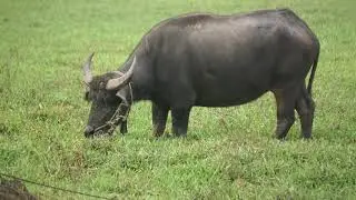 Sisow buffalo and other activities