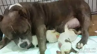 Good Mom, American Bully Post Sectio Caecarian