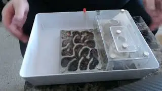 First step in moving my Pogonomyrmex barbatus colony into their new Tar Heel Ants XL Labyrinth!