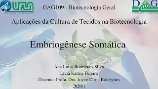 Embriog&ecirc;nese Som&aacute;tica