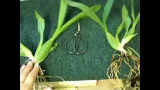 Dividing My Oncidium Dancing Ladies 'Gower Ramsey' 10/30/12.