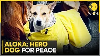 Peace Dog: Meet Aloka, the Rescue Dog Leading Buddhist Monks Across America | WION