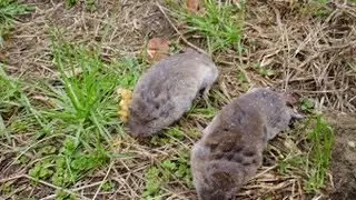 Do You Have Voles in Your Yard