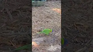 🌈🦜 Colorful Rainbow Lorikeet at Everglades Wonder Gardens | Bonita Springs, FL 2026🌿#birds #lorikeet