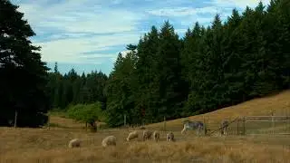 Salt Spring Island - Static wide shot of farm animals grazing in an open field
