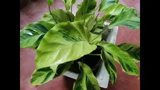 Calathea Yellow Fusion | Own Propagation |#shorts