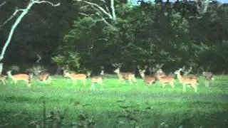 2006 Rocky Hill Whitetail Bucks