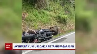 Momentul hilar &icirc;n care o ursoaică se urcă pe motocicleta unui turist