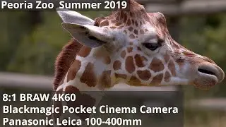 Peoria Zoo with the BMPCC4K and Panasonic-Leica 100-400mm