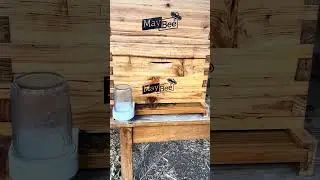 Checking the bee sugar water