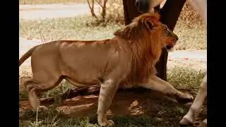 Lion vs horse white horse red lion