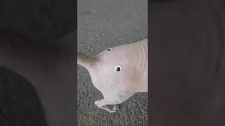 Backwards Sphynx Cat. Very Funny  Chasing an Ugly Elephant