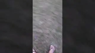 Pente de macaco - Amphilophium crucigerum   - sua semente planando.