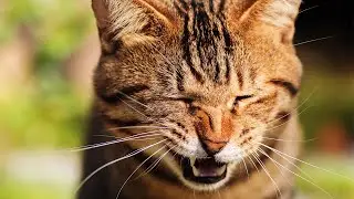 Funny Cats and Dogs Sneezing Compilation