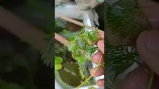 Cabomba water plant🌱🪴🌿/#cabomba#pander'sfishies#shorts