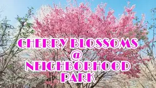 [JL Lifestyle] CHERRY BLOSSOMS @ NEIGHBORHOOD PARK 2022  #cherryblossoms