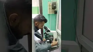 Fly in microscope #shorts