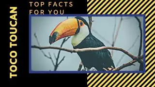 Toco toucan facts 🦜 Common Toucan 🦜Giant Toucan 🦜 largest toucan 🤩 found in South America