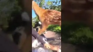 Man Vs Deer 🦌 #viralshorts #supaslatt