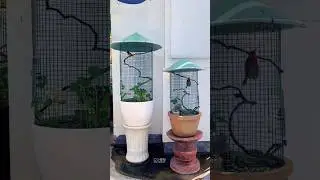 Aviary Mini dari pot yang unik #shorts