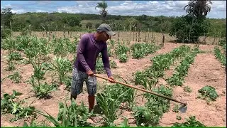 CAPINA&Ccedil;&Atilde;O NA RO&Ccedil;A DE MILHO E FEIJ&Atilde;O