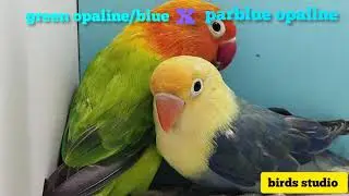 Beautiful Best Pairing of Opaline 🤩