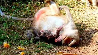 Monkey Elsa Gently Rolls on the Ground While Caring for Her Newborn Baby