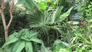 Cold Hardy Palms Rate Of Growth 2019 - 2022