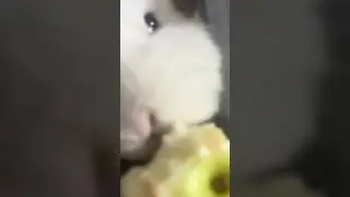 Chomping.... do the bunny chomp, chomp, chomp!