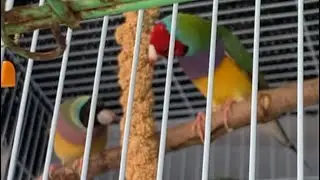 Some finch activity in the mini setup