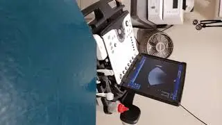 5 week pregnant female dog ultrasound