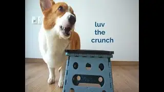 Feed My Paws Snacks (Chick & Cheese) - Dog Snack Reviews | by WoofWaggers